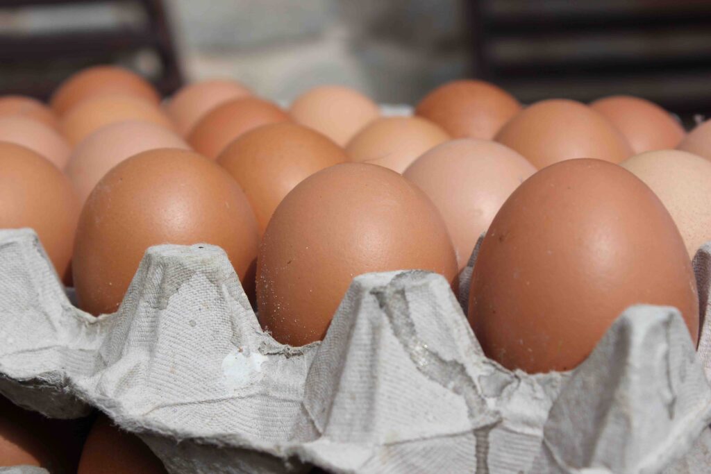 eggs