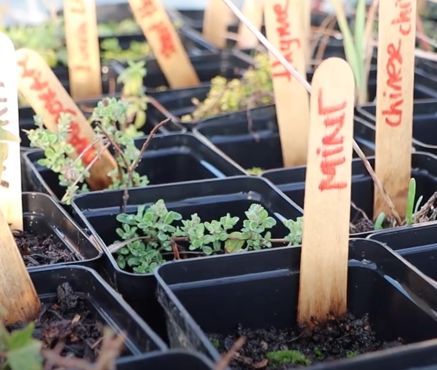 A variety of herbs