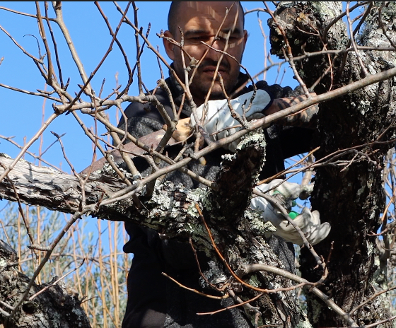 Filipe pruning