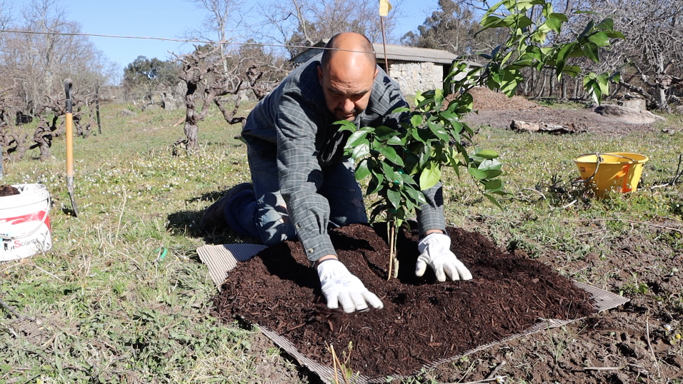 Filipe from the Farming Chefs planting trees