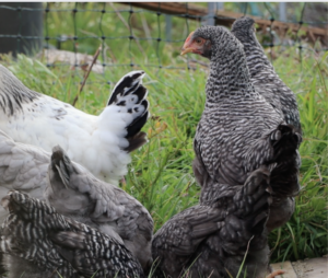 Poultry on the land, The Farming Chefs