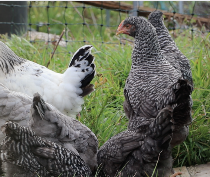 Poultry on the land, The Farming Chefs