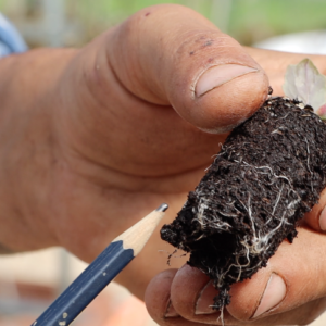 Transplanting seedlings, The Farming Chefs