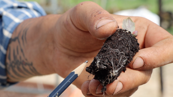 Transplanting seedlings, The Farming Chefs