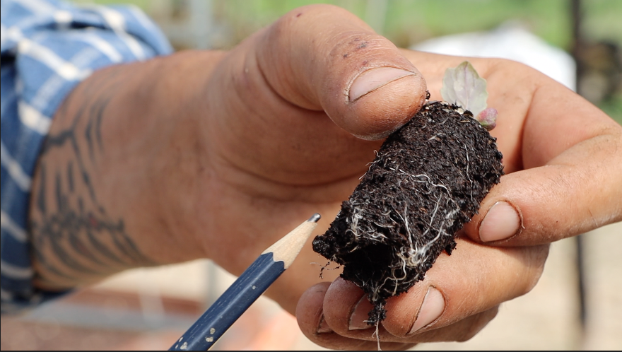 Transplanting seedlings, The Farming Chefs