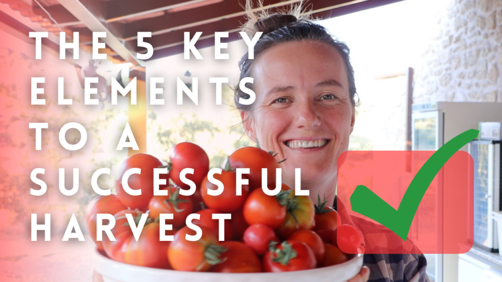 5 elements to successful tomatoes harvests