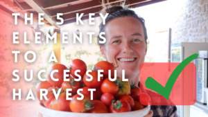 5 elements to successful tomatoes harvests