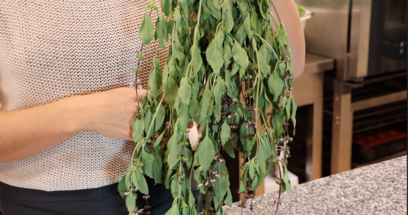 upside down hanging bushel of fresh basil