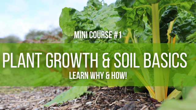 Plant growth and soil basics