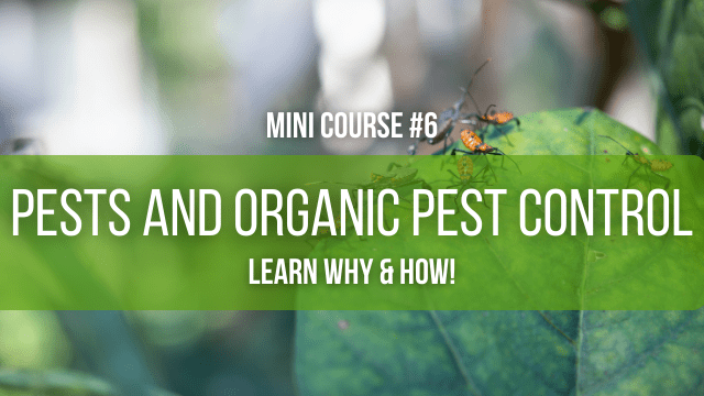 Pests and organic pest control