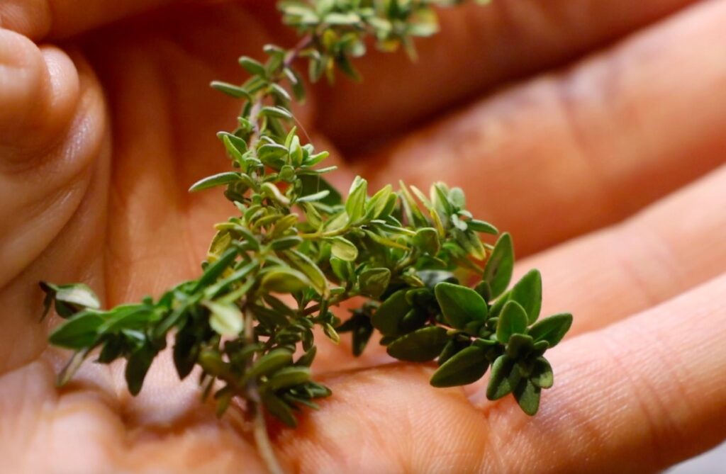 green branch with small leaves in palm of hand