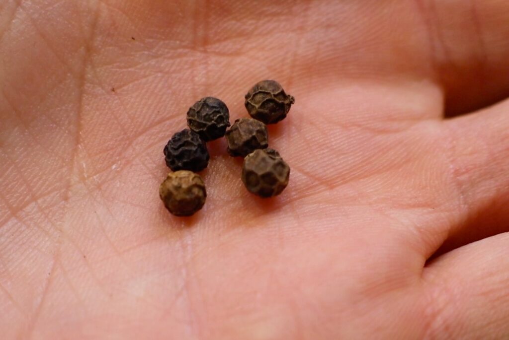 open palm of hand with six black pepper corns