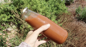 Apple BBQ Sauce (With Steamed Apples) in glass bottle