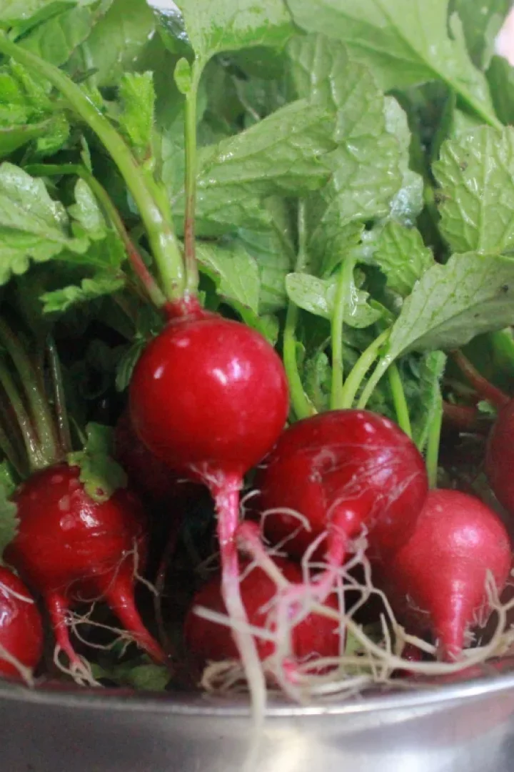 Freshly-Harvested-Radishes-in-Metal-Bowl