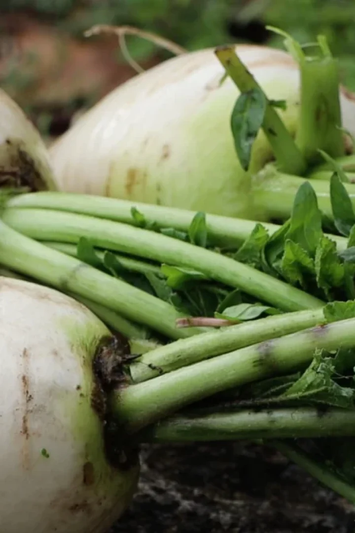 Freshly-Harvested-White-Turnips-with-Greens