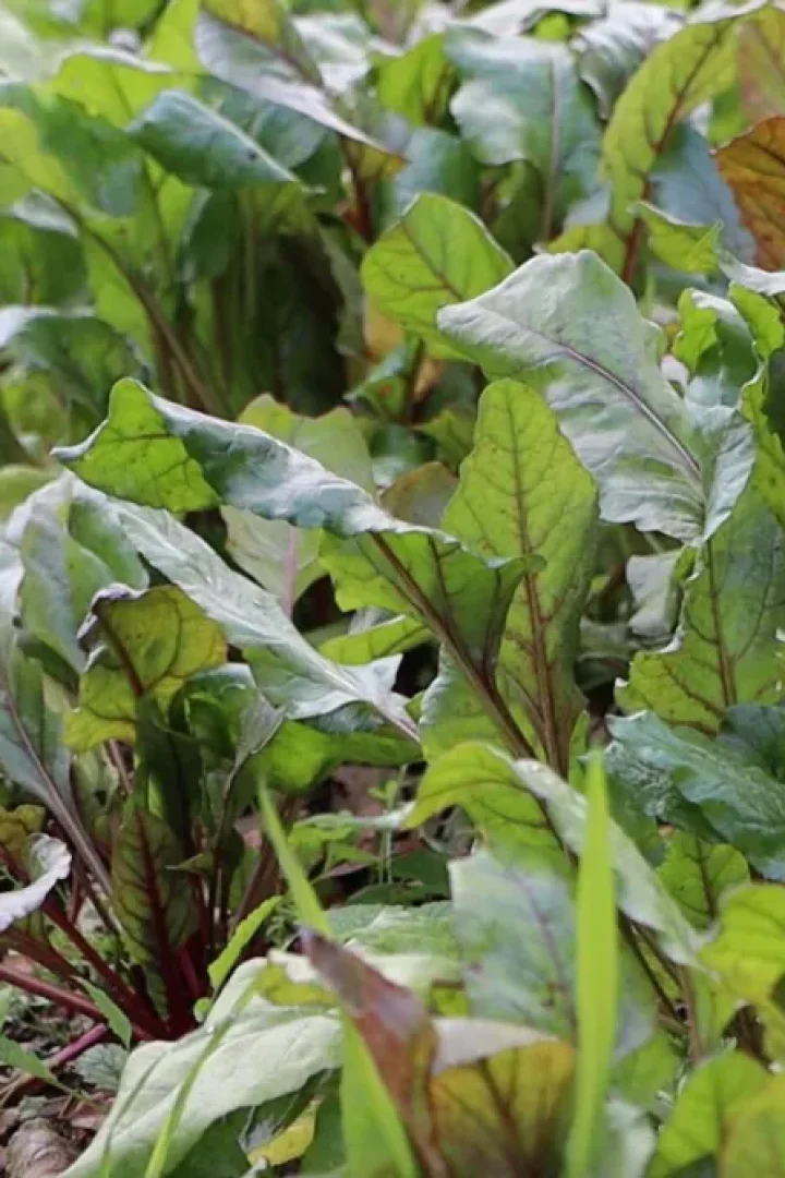 Lush-Beet-Greens-Growing-in-a-Garden-Bed