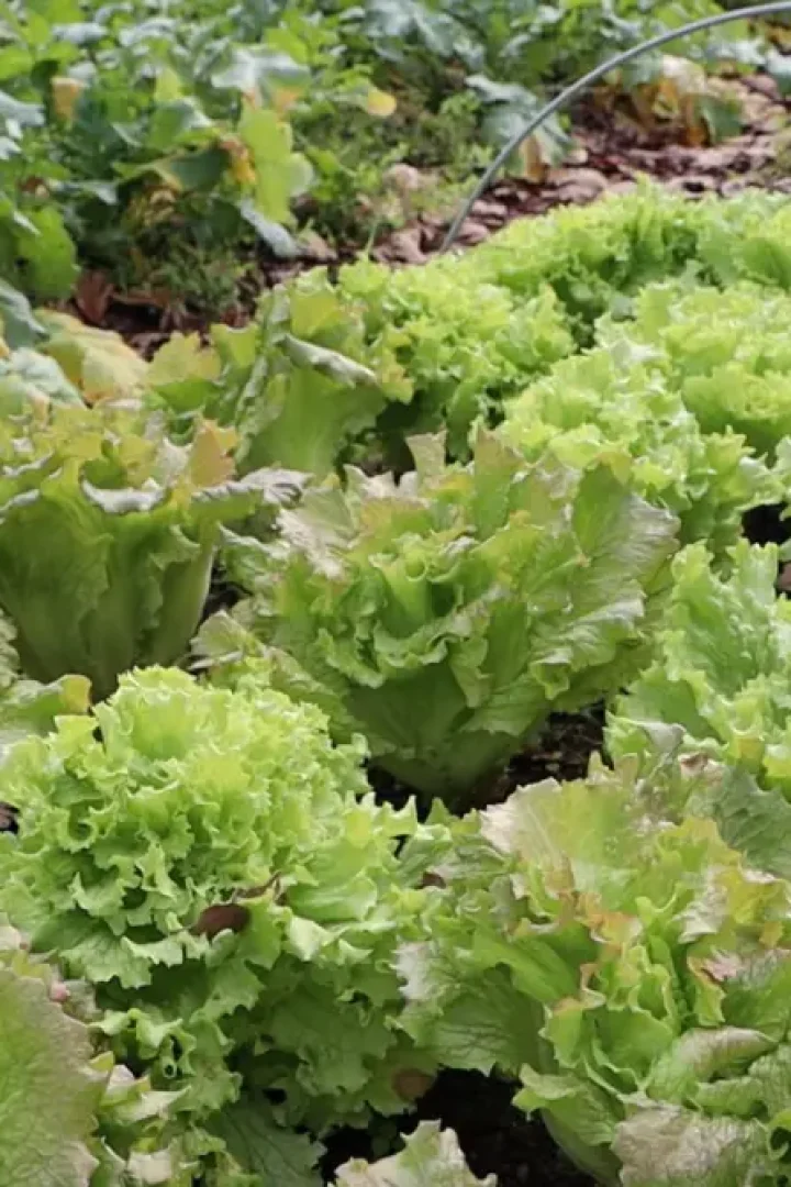 SALADS