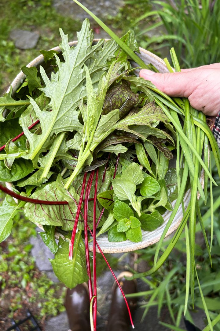 A bowl of foraged sorrel, mustard greens and chives held outdoors